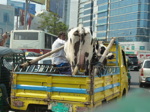 ...ou ce transport de vache en plein centre de la ville (14/18)