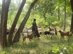 Abandonné il y a trente ans, sans avoir été décontaminé, il sert aujourd'hui à faire paître des troupeaux de chèvres (2/20)