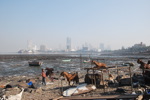 La campagne, la mer et la ville au même endroit, c'est aussi ça, Bombay (2/22)