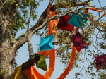 Les arbres des jardins publics sont décorés dans les grandes occasions, un festival de cerfs-volants à Delhi...