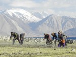 Des paysans à 4.300 mètres d'altitude? C'est la vie des communautés du lac Pangong, dans les hauteurs de l'Himalaya (1/21)