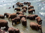 "Orphelinat des éléphants" de Pinnewala