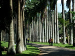 Jardins botaniques de Peradeniya